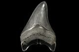Serrated, Fossil Megalodon Tooth - Killer Meg Tooth #125580-2